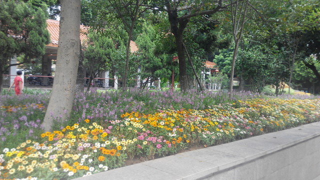 菊花叢中