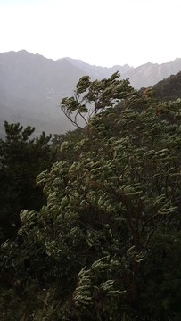 狂風暴雨