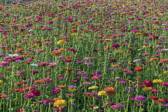 花海