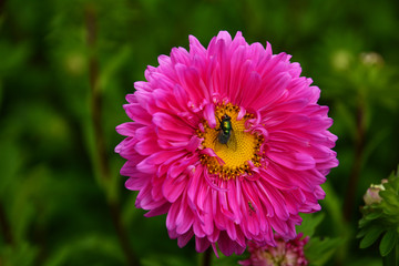鮮花