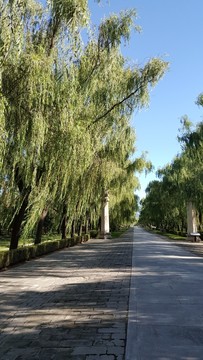 明十三陵總神道垂柳
