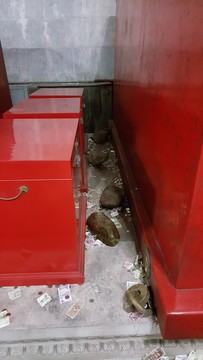 明神宗萬歷皇帝定陵地宮棺槨