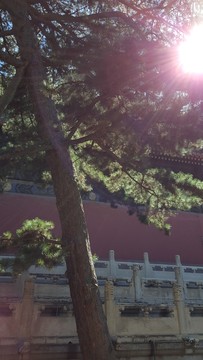 明十三陵古松樹