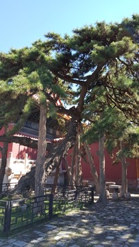明十三陵古松樹