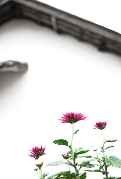 菊花與民居