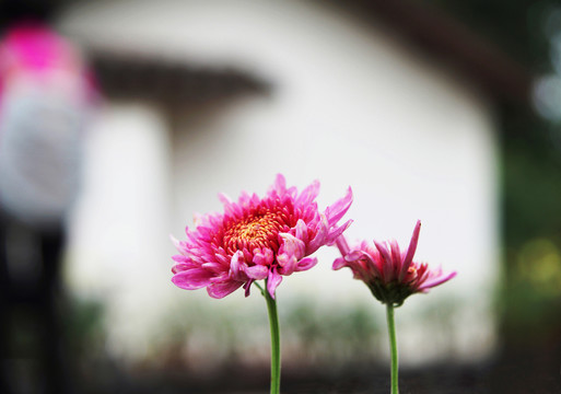 菊花與民居