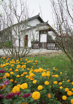 菊花與民居