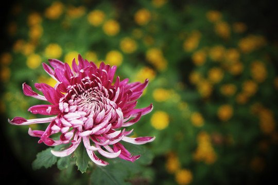 菊花