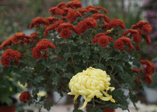 菊花
