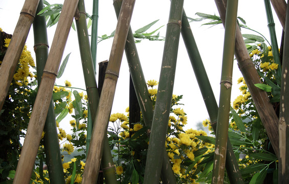 竹籬笆與菊花
