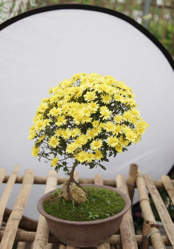 黃菊花