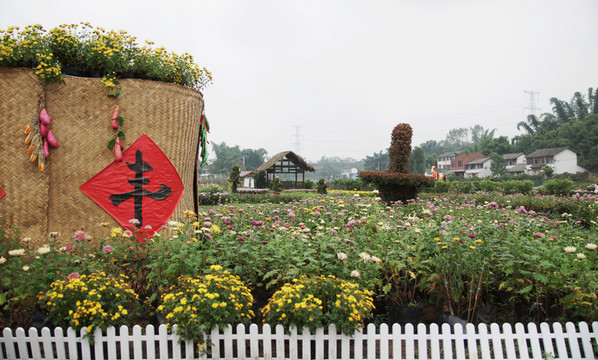 菊花展