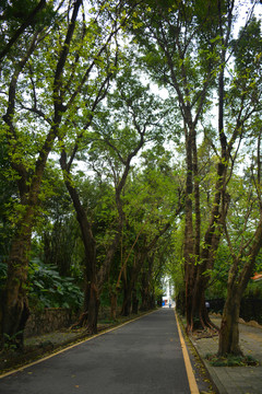 林蔭路