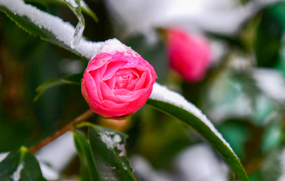 茶花