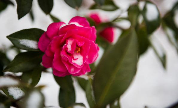 茶花