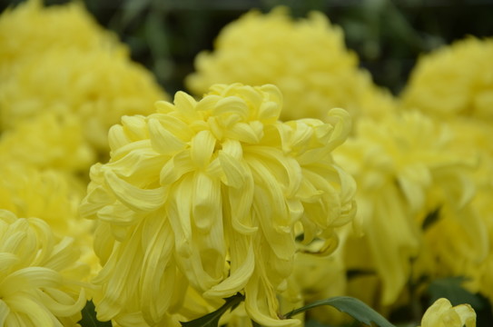 菊花