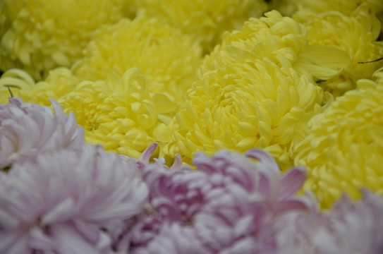 菊花