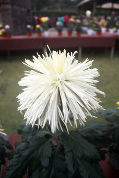 菊花