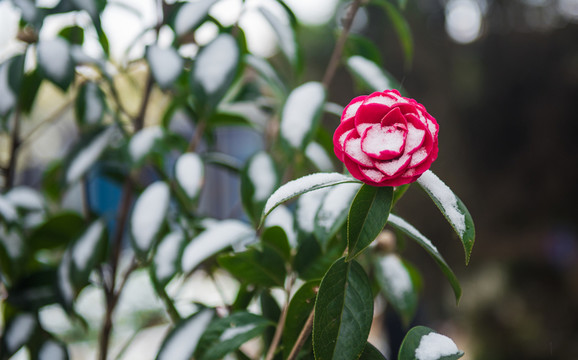 茶花