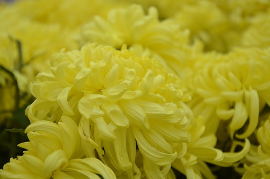 菊花