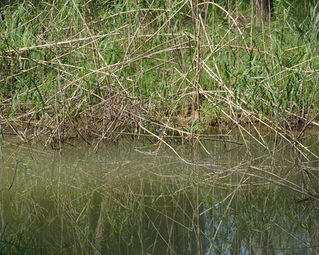 南京魚嘴濕地公園