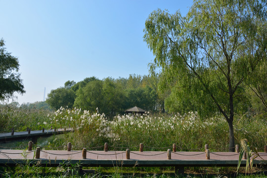 南京魚嘴濕地公園