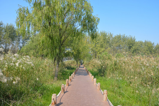 南京魚(yú)嘴濕地公園