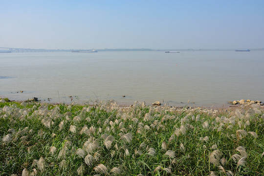 南京魚嘴濕地公園