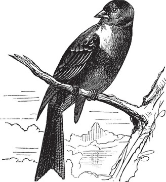 食米鳥(niǎo)；Emberiza hortulana或圃鹀；復(fù)古雕刻