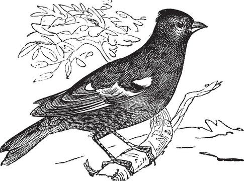 潘松普通（Fringilla coelebs）或Chaffinch；復(fù)古雕刻。