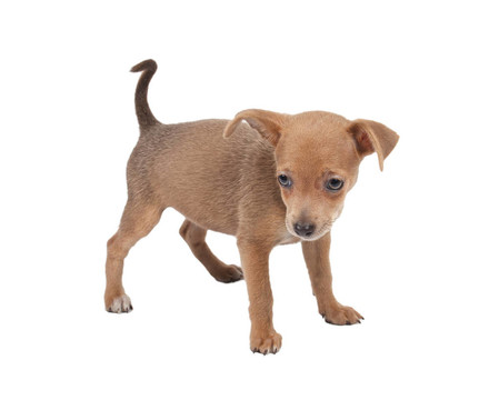 俄羅斯玩具獵犬在白色背景