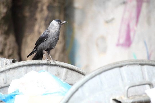 垃圾場上的鳥