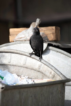 垃圾場上的鳥