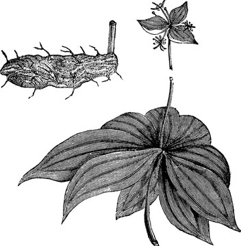 Medeola virginiana和印度黃瓜根；復(fù)古雕刻