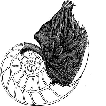 鸚鵡螺鸚鵡螺pompilius老式刻插圖或；
