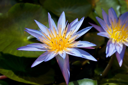 水百合