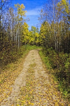 在Autumn的路上