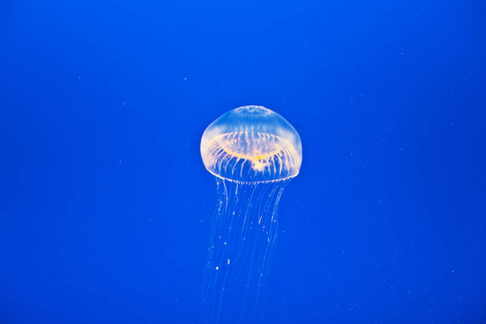 水母在水族館里