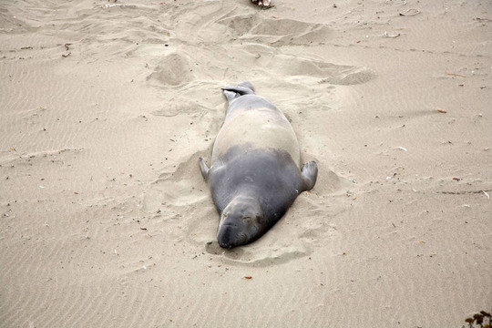 雄性海獅在海灘上