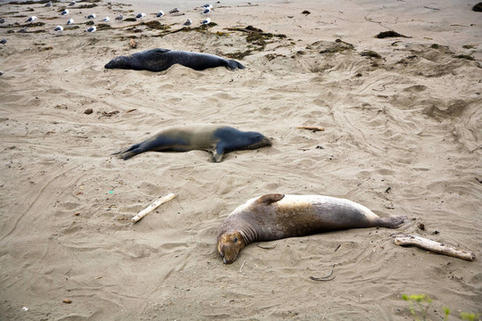 雄性海獅在海灘上