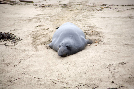 雄性海獅在海灘上