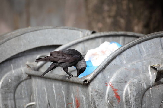 垃圾場上的鳥