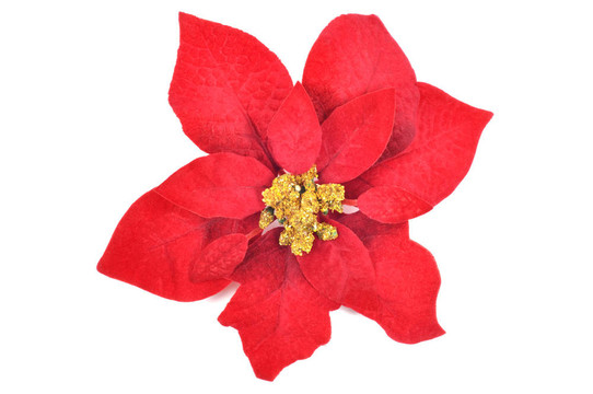 一品紅花卉