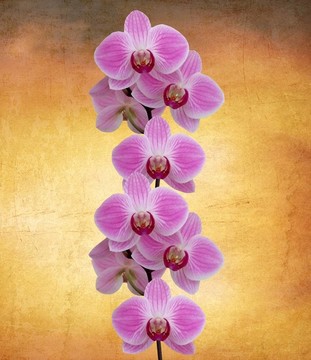 完美的蘭花