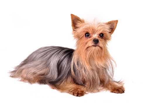 約克郡的幼犬