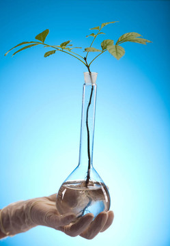 科學實驗與植物