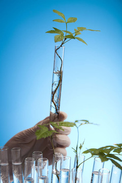 科學實驗與植物