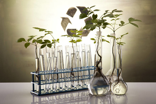 生態(tài)植物