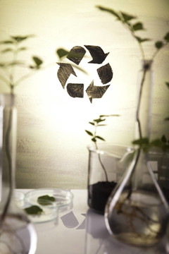 生態(tài)植物