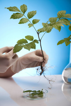 與植物區(qū)系工作的科學(xué)家